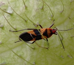 Oncopeltus zonatus