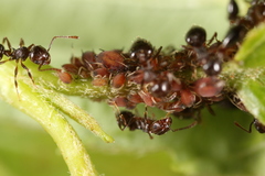 Aphis viburniphila