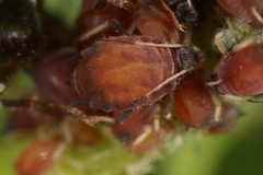 Aphis viburniphila