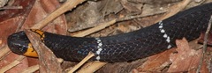 Micrurus hemprichii
