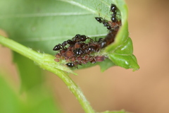 Aphis viburniphila