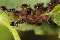 Aphis viburniphila