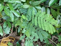 Polyura hebe plautus