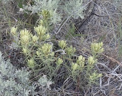Castilleja thompsonii