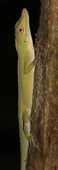 Anolis punctatus