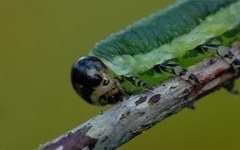 Microdiprion pallipes