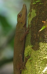 Anolis punctatus