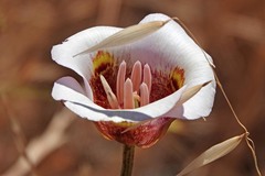 Calochortus argillosus