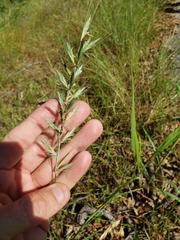 Elymus interruptus