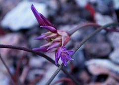 Allium fimbriatum