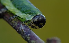 Microdiprion pallipes