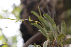 Stelis emarginata