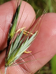 Elymus interruptus