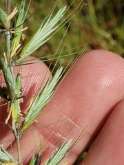 Elymus interruptus