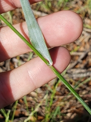 Elymus interruptus