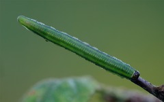 Microdiprion pallipes