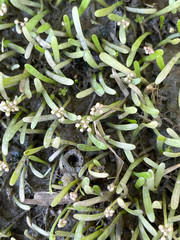 Lilaeopsis chinensis