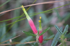 Correa decumbens