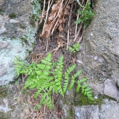 Woodsia obtusa
