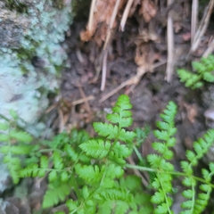 Woodsia obtusa