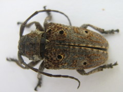 Crossotus klugi