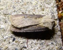 Agrotis volubilis