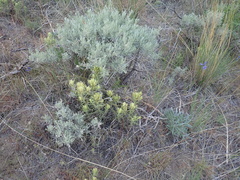 Castilleja thompsonii