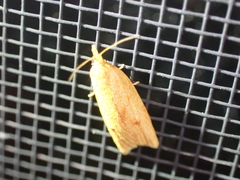 Sparganothis sulfureana