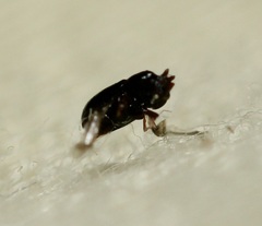 Ceracis