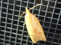 Sparganothis sulfureana