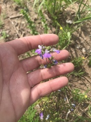 Collinsia violacea