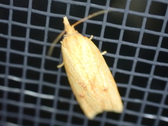 Sparganothis sulfureana