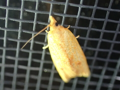 Sparganothis sulfureana