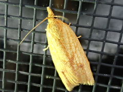 Sparganothis sulfureana