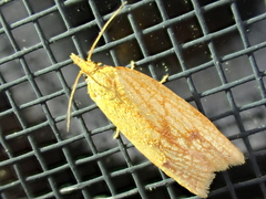 Sparganothis sulfureana