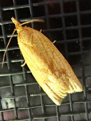 Sparganothis sulfureana