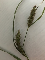Carex trichocarpa