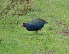 Porphyrio hochstetteri