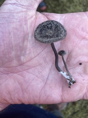 Entoloma crinitum