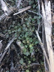 Ranunculus sceleratus sceleratus