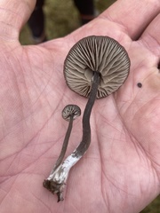 Entoloma crinitum