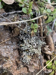 Cladonia pocillum