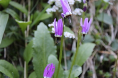 Primula austrofrigida