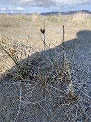 Amphiscirpus nevadensis