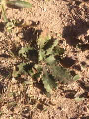 Grindelia ciliata