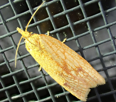 Sparganothis sulfureana