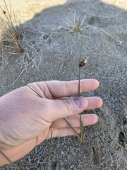 Amphiscirpus nevadensis