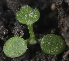 Ranunculus sceleratus sceleratus