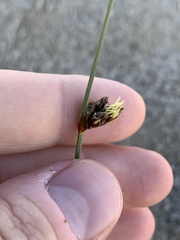 Amphiscirpus nevadensis