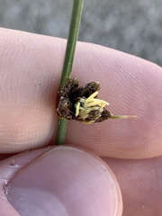 Amphiscirpus nevadensis